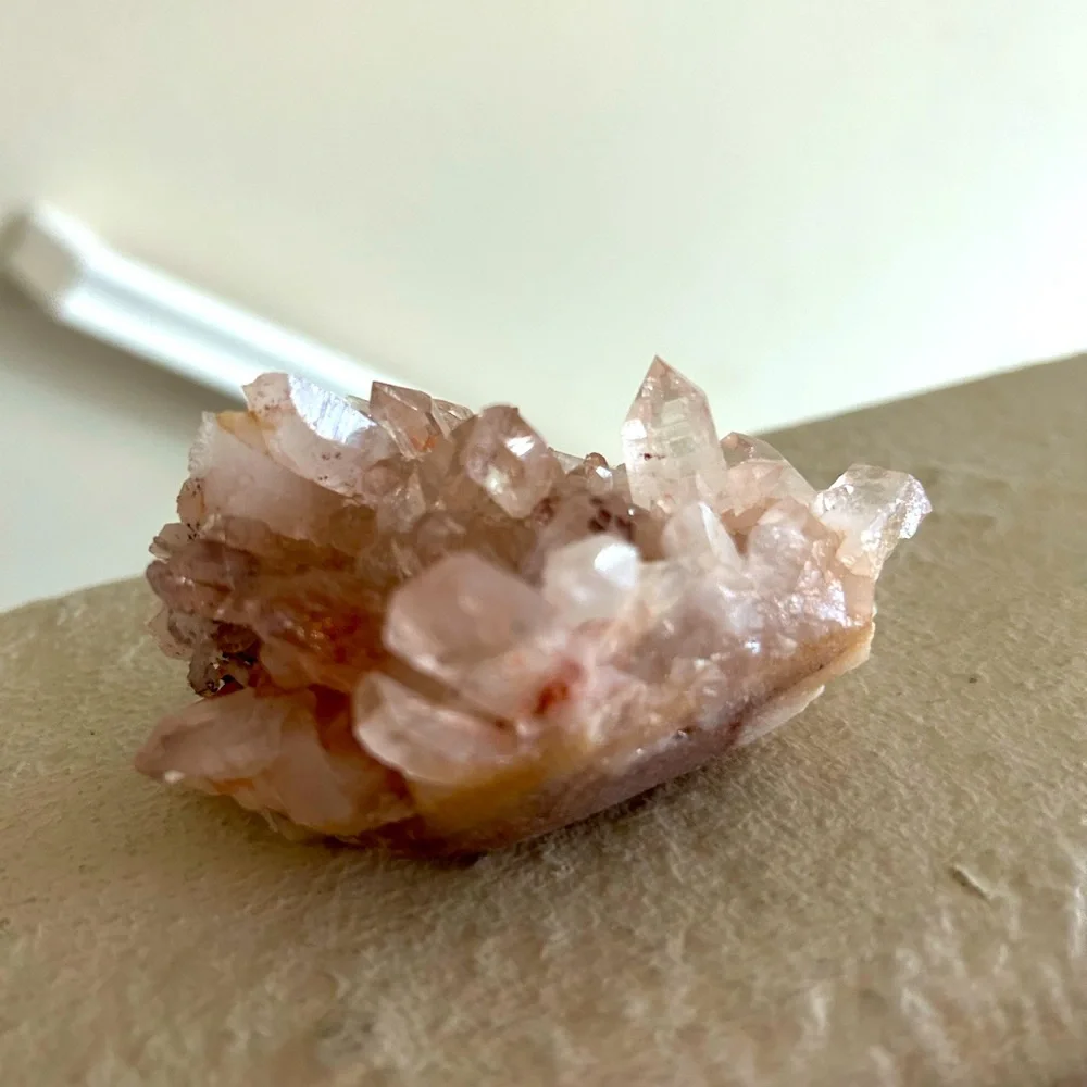 Pink Himalayan - Picture 2 of 3